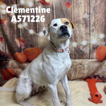 CLEMENTINE -  Pit Bull Terrier and Labrador Retriever Dog for Adoption - CLEMENTINE | PetCurious