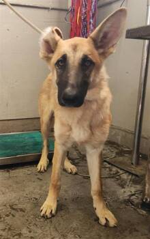 Rescue German Shepherd Dog Dogs for Adoption in Camarillo, California - RAINA | PetCurious