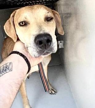 Labrador Retriever and Mixed Breed Dogs Available for Adoption in Houston, Texas - A656968 | PetCurious