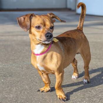 POLO -  Chihuahua and Dachshund Dog for Adoption in St. Louis, Missouri - POLO | PetCurious