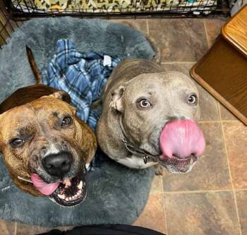 Rescue Mixed Breed and Boxer Dogs for Adoption in Brookshire, Texas - Rowdy | PetCurious