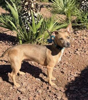 Pumpkin -  Chihuahua and Dachshund Dog for Adoption in Henderson, Nevada - Pumpkin | PetCurious