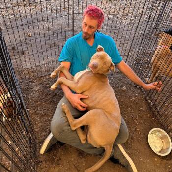 Pit Bull Terrier Dogs Available for Adoption in Pawling, New York - Brad Pit | PetCurious