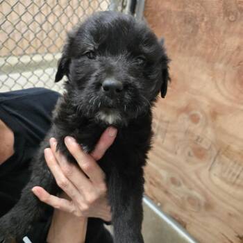 Mixed Breed Dogs Available for Adoption in Fort Bragg, California - Patty | PetCurious