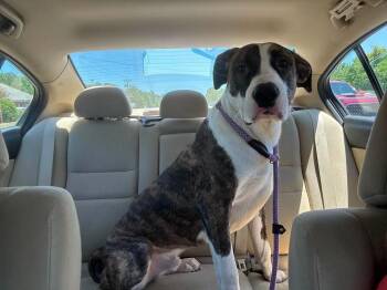 Mastiff and Plott Hound Dogs Available for Adoption in Statesville, North Carolina - Reggie | PetCurious