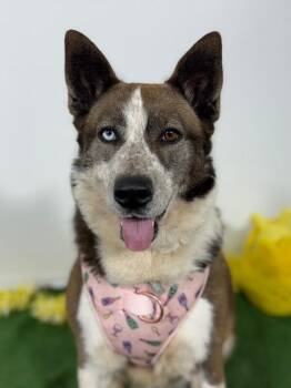 Kira-One of our Amazing Rescue Dogs -  Australian Cattle Dog Blue Heeler and Husky Dog for Adoption in Carlsbad, California - Kira-One Of Our Amazing Rescue Dogs | PetCurious