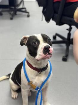 Axel -  Mixed Breed Dog for Adoption in West Chester, Pennsylvania - Axel | PetCurious