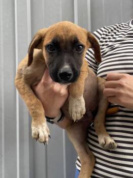 Henry -  Labrador Retriever and Affenpinscher Dog for Adoption in Murray, Kentucky - Henry | PetCurious