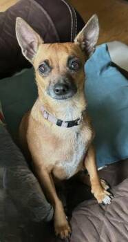Iris -  Chihuahua Dog for Adoption in Menomonee Falls, Wisconsin - Iris | PetCurious