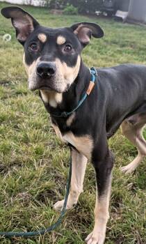 Clellan -  Labrador Retriever and Doberman Pinscher Dog for Adoption in Chicago, Illinois - Clellan | PetCurious
