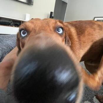 Deets -  Catahoula Leopard Dog Dog for Adoption in San Diego, California - Deets | PetCurious