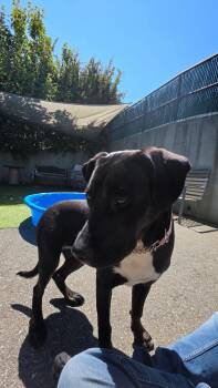 Rose -  Pit Bull Terrier Dog for Adoption in Victoria, British Columbia - Rose | PetCurious