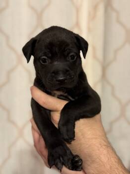 Rescue Pit Bull Terrier and Mixed Breed Dogs for Adoption in Morton Grove, Illinois - Waffles | PetCurious