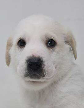 Great Pyrenees Dogs Available for Adoption - Page | PetCurious