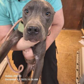 Pit Bull Terrier Dogs Available for Adoption - Bodhi | PetCurious