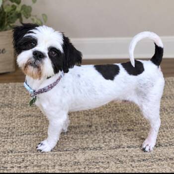 Bradford -  Shih Tzu Dog for Adoption in Fairfield, Connecticut - Bradford | PetCurious