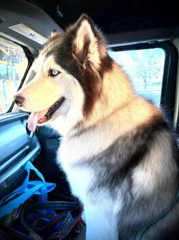 Siberian Husky Dogs Available for Adoption - Yuri | PetCurious