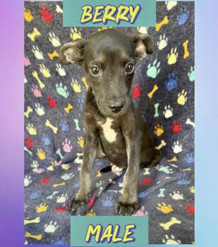 Berry -  Labrador Retriever Dog for Adoption in Manchester, Connecticut - Berry | PetCurious