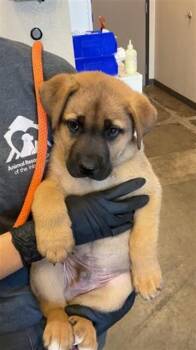 German Shepherd Dog and Mixed Breed Dogs Available for Adoption in Ontario, California - KYLO | PetCurious