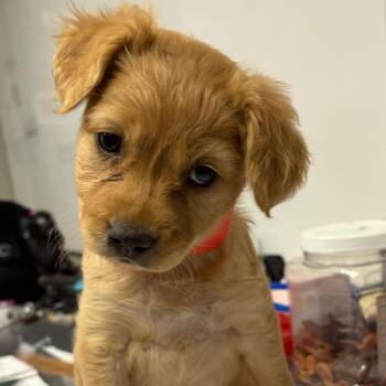 Mixed Breed Dogs Available for Adoption in Yuma, Arizona - Peach | PetCurious