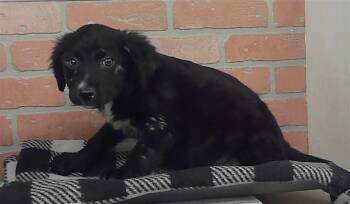 A2090638 -  Labrador Retriever and Mixed Breed Dog for Adoption in Houston, Texas - A2090638 | PetCurious
