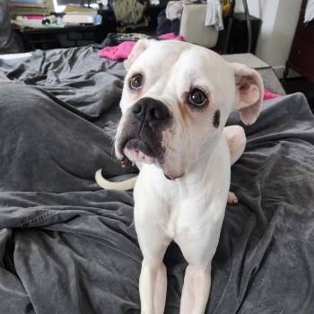 Ned -  Boxer Dog for Adoption in Cedar Park, Texas - Ned | PetCurious