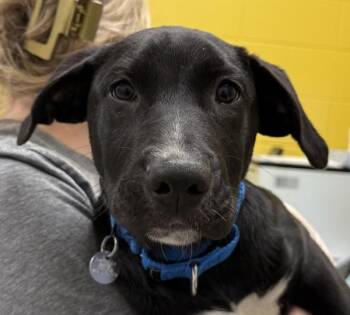 Labrador Retriever Dogs Available for Adoption in Golden, Colorado - Bear | PetCurious