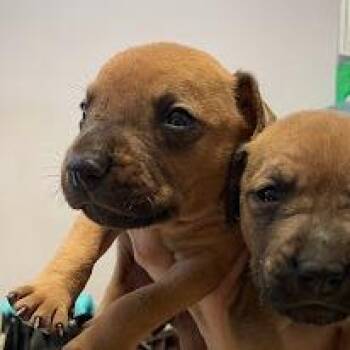 0790-D26 -  Mixed Breed Dog for Adoption in Port Charlotte, Florida - 0790-D26 | PetCurious