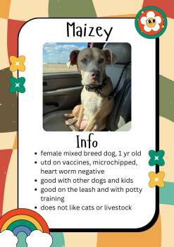 Rescue Mixed Breed Dogs for Adoption in Greensburg, Indiana - Maizey | PetCurious