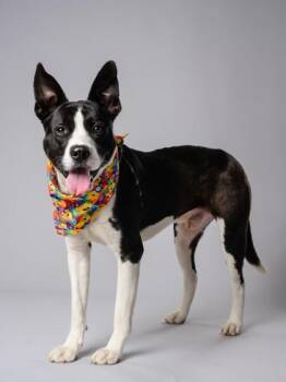Whales -  Mixed Breed Dog for Adoption in Atlanta, Georgia - Whales | PetCurious