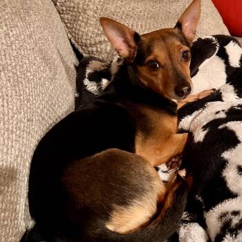 Miniature Pinscher and Chihuahua Dogs Available for Adoption - Angel | PetCurious