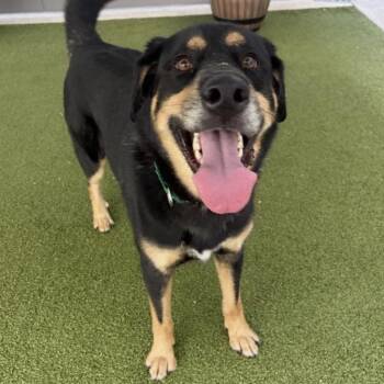 Beau -  German Shepherd Dog Dog for Adoption in Greensboro, North Carolina - Beau | PetCurious