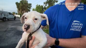 Pit Bull Terrier Dogs Available for Adoption in Ocala, Florida - A380932 | PetCurious