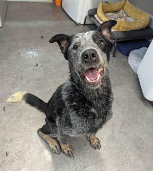 Banjo -  Australian Cattle Dog Blue Heeler Dog for Adoption in Delhi, New York - Banjo | PetCurious