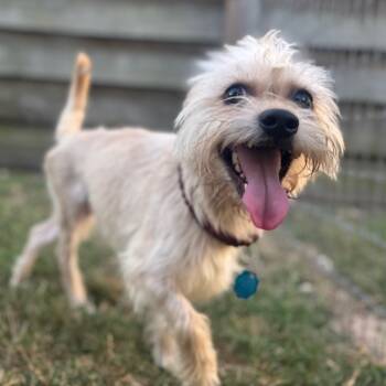 Rescue Terrier Dogs for Adoption in Houston, Texas - Hurley | PetCurious
