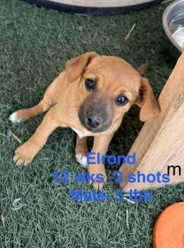 Mixed Breed Dogs Available for Adoption in Waunakee, Wisconsin - Elrond | PetCurious