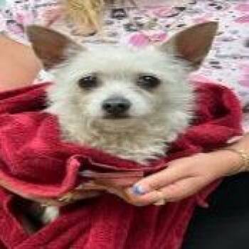 Cairn Terrier Dogs Available for Adoption in Jupiter, Florida - Velvet | PetCurious