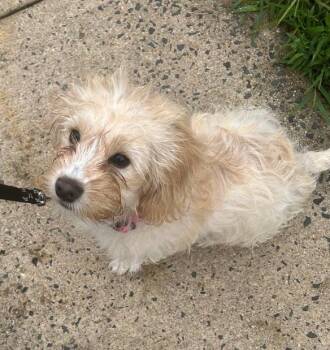 Kobe -  West Highland White Terrier Westie Dog for Adoption in East Brunswick, New Jersey - Kobe | PetCurious