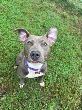 Jambalaya -  Pit Bull Terrier Dog for Adoption in Valparaiso, Indiana - Jambalaya | PetCurious