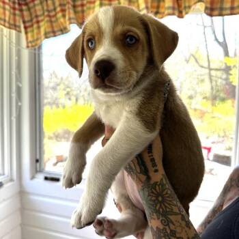 Hound and Mixed Breed Dogs Available for Adoption in Stormville, New York - NY True Avail May 9 (Carmel NY Fire Dept) | PetCurious