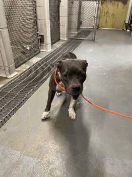 LETTY -  Pit Bull Terrier Dog for Adoption in Stockton, California - LETTY | PetCurious
