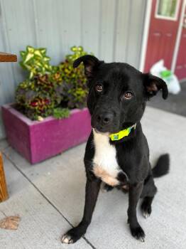 Miko -  Labrador Retriever Dog for Adoption in Howes Cave, New York - Miko | PetCurious