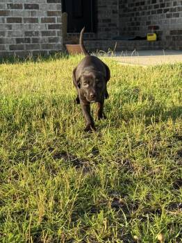 Luna -  Labrador Retriever and Shepherd Dog for Adoption in Milton, Florida - Luna | PetCurious