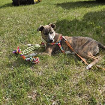 Kaiyah -  Pit Bull Terrier Dog Available for Adoption in Fargo, North Dakota - Kaiyah | PetCurious
