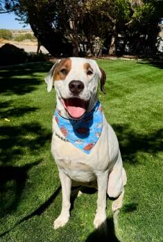 Ranger -  Pit Bull Terrier Dog for Adoption in Gardnerville, Nevada - Ranger | PetCurious