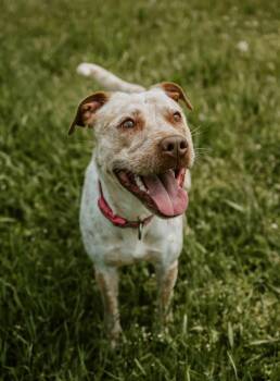 Sarabi -  American Staffordshire Terrier and Australian Cattle Dog Blue Heeler Dog for Adoption in Waterford, New York - Sarabi | PetCurious
