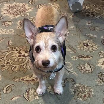 Toby (aka Tobeg) -  Cairn Terrier Dog for Adoption in Albany, New York - Toby (aka Tobeg) | PetCurious
