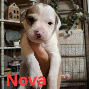 Nova -  English Bulldog and Mixed Breed Dog for Adoption in Wadena, Minnesota - Nova | PetCurious