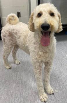 DOOLITTLE -  Poodle and Golden Retriever Dog for Adoption in Colorado Springs, Colorado - DOOLITTLE | PetCurious