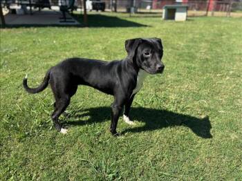 Rescue Pit Bull Terrier and Mixed Breed Dogs for Adoption in Grovetown, Georgia - JAZZY | PetCurious